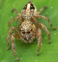 Colopsus