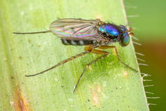 Dolichopodidae