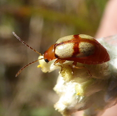 Monolepta cruciata