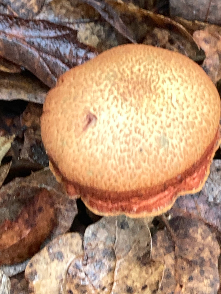 Gymnopilus luteofolius · December 2025 · photo: © aluguana (iNaturalist, cc-by)