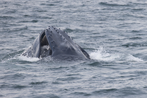 Humpback Whale photographed in New York