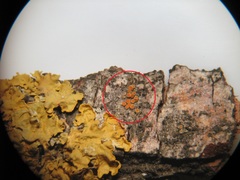 Athallia pyracea