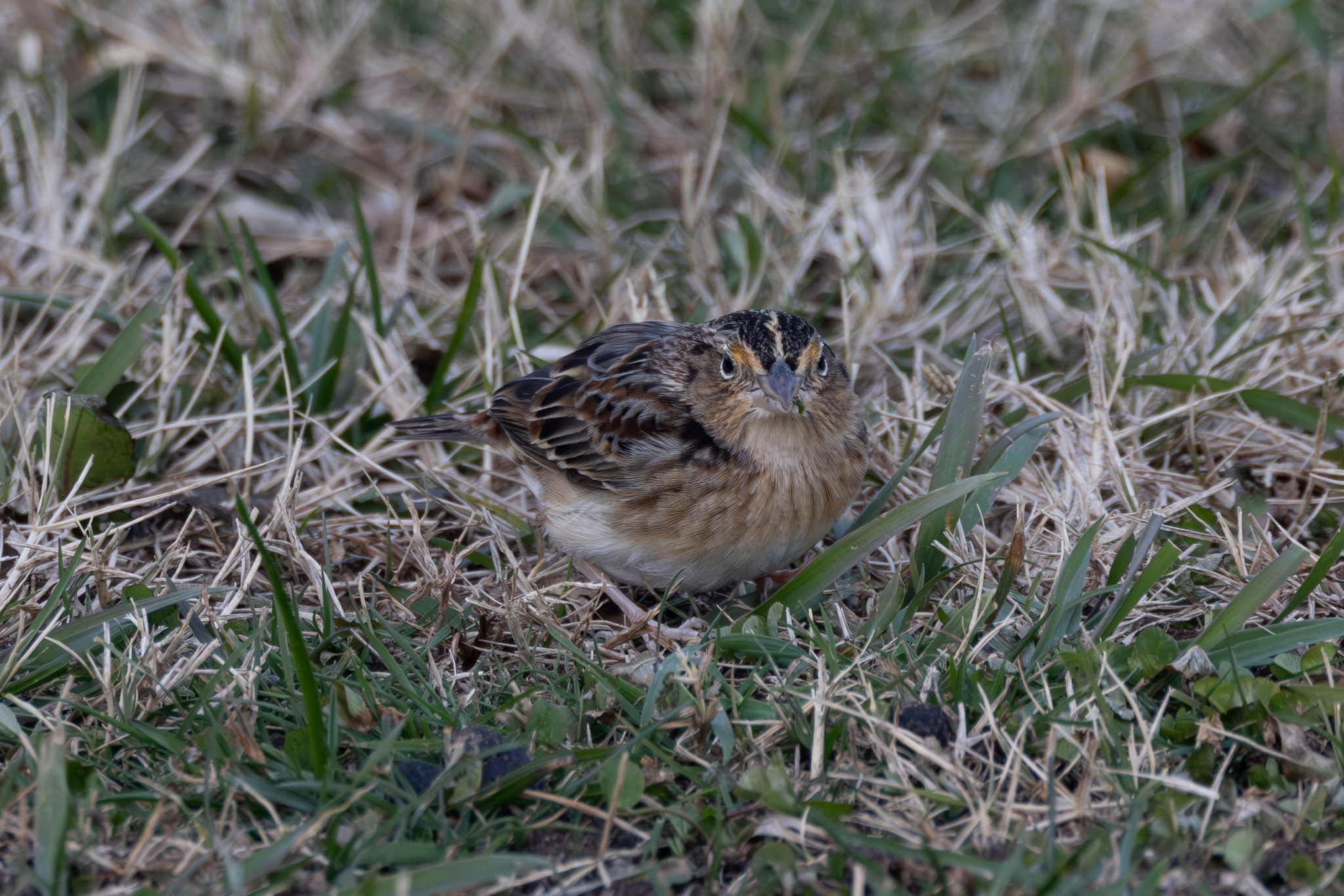 Ammodramus savannarum (J.F.Gmelin, 1789)
