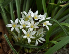 Ornithogalum fimbriatum