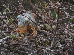 Iguana iguana