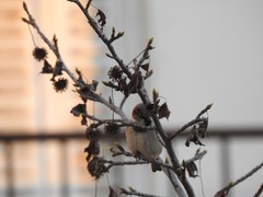 Passer domesticus