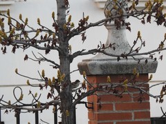 Passer domesticus