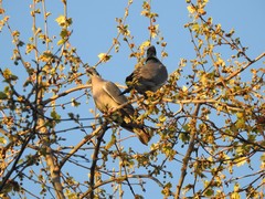 Columba palumbus