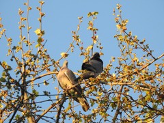 Columba palumbus
