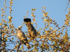Columba palumbus
