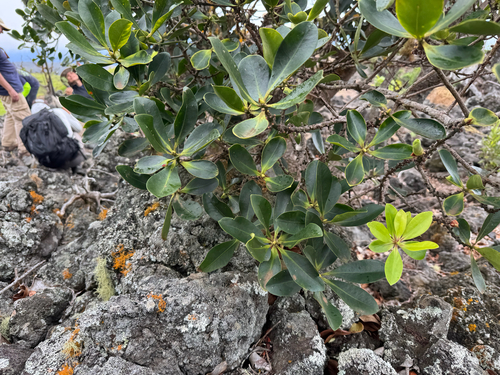 Myrsine lessertiana observed 2025-12-06