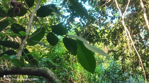 Guarea kunthiana, photograph 3