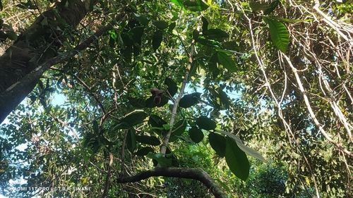 Guarea kunthiana, photograph 6