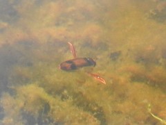 Hesperocorixa brimleyi