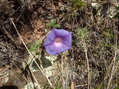 Ipomoea pubescens