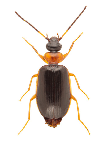 Pentagonica picticornis