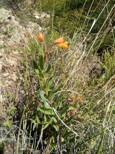 Bomarea boliviensis (Bomarea boliviensis)