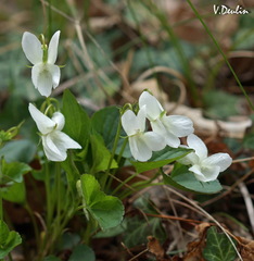 Viola sieheana