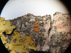 Athallia pyracea