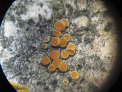 Athallia pyracea