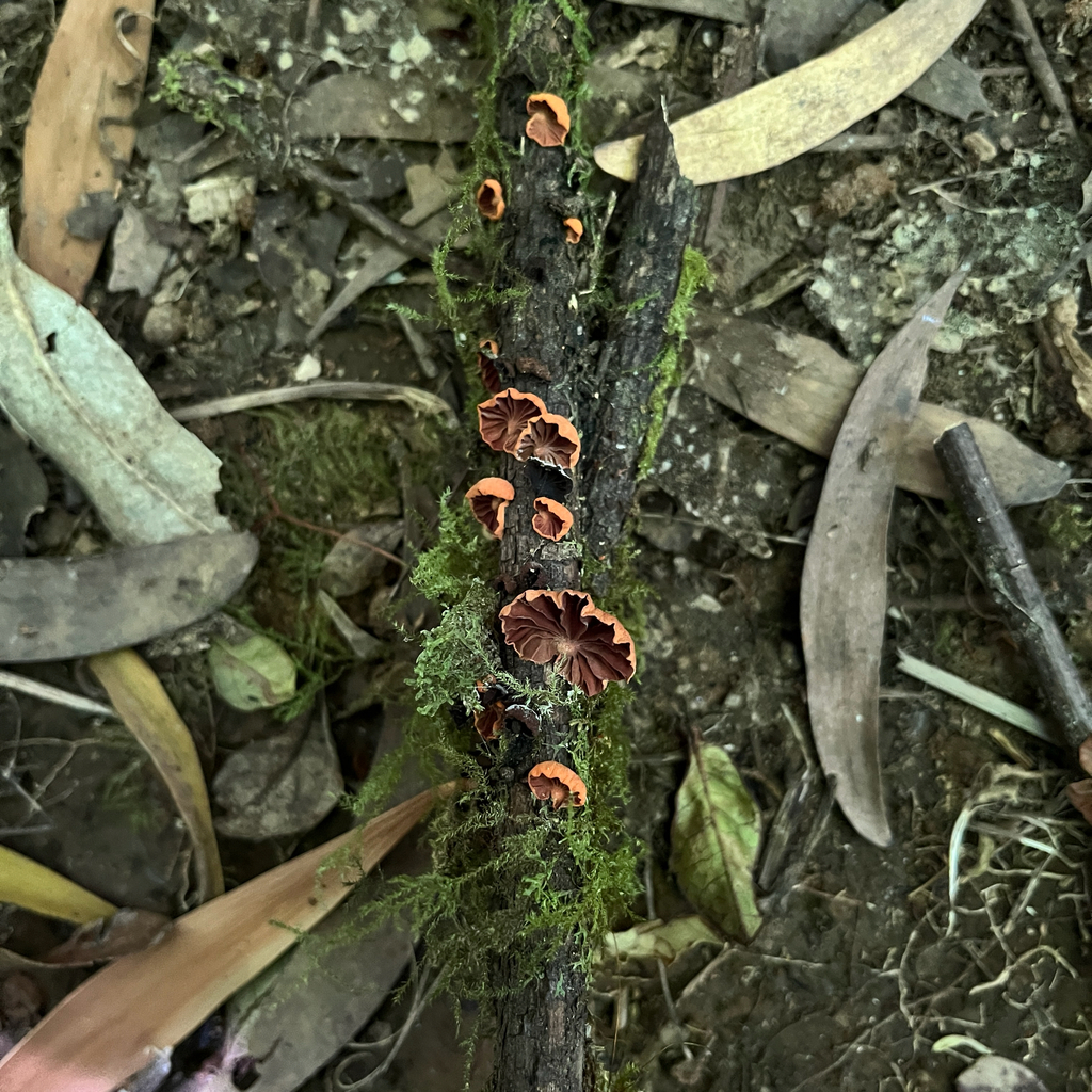 Anthracophyllum discolor · December 2025 · photo: © cristianriquelme (iNaturalist, cc-by)