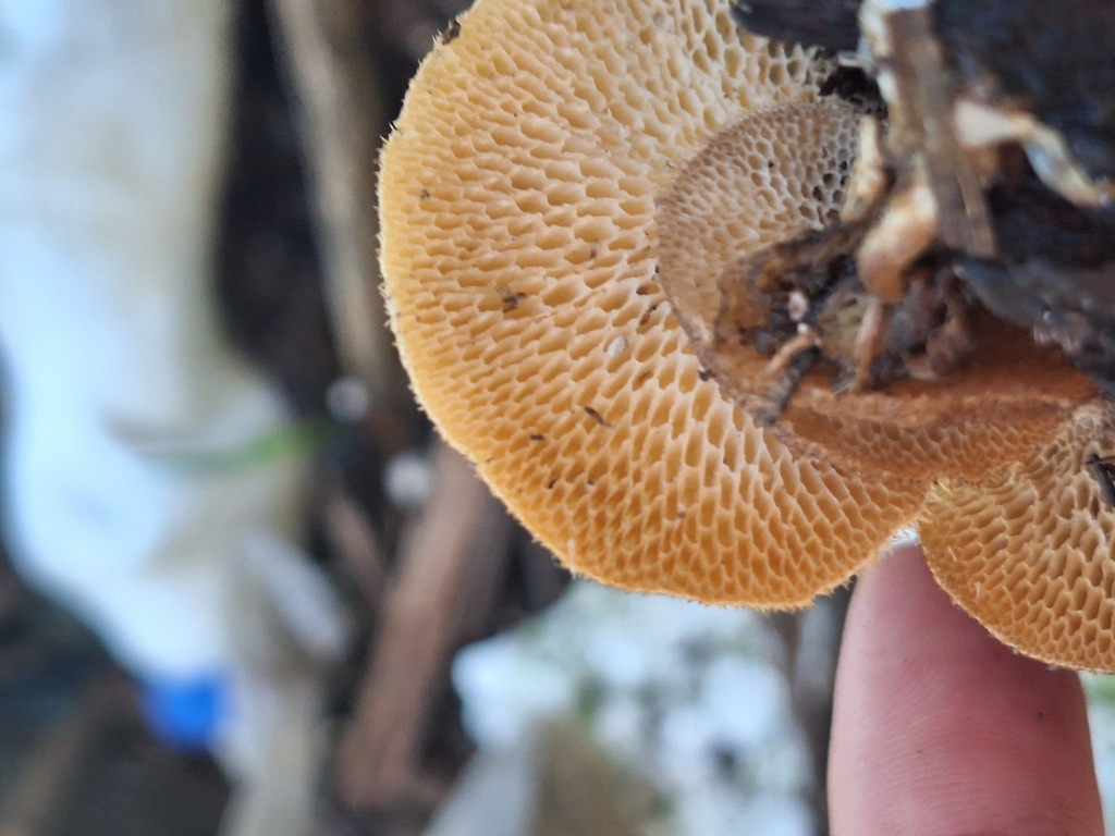 Lentinus arcularius · December 2025 · photo: © rocio_pose (iNaturalist, cc-by)