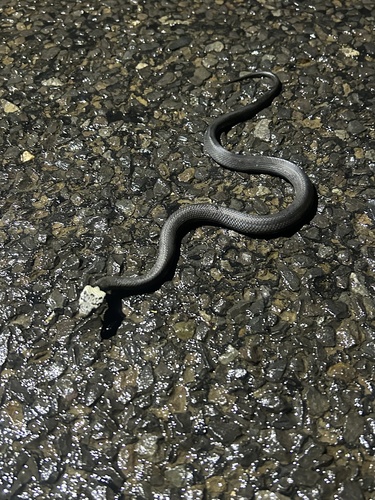 Pale-headed Snake sighting