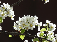 Pyrus communis