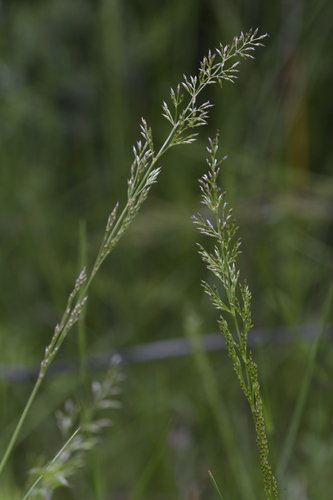 Calamagrostis gunniana, 2012-07-25