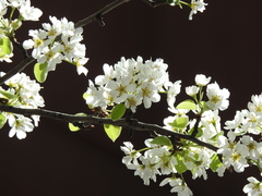 Pyrus communis