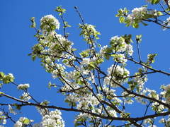 Pyrus communis