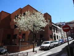 Pyrus communis