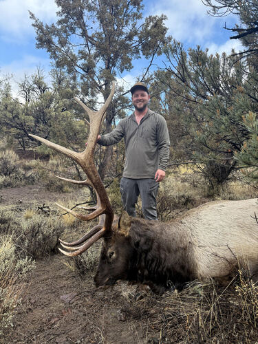 Elk photographed in Nevada