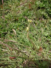 Sisyrinchium patagonicum