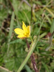 Sisyrinchium patagonicum