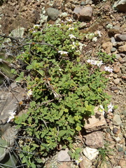 Lantana balansae