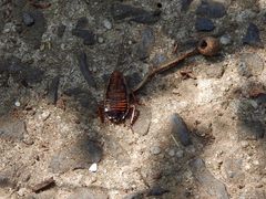 Drymaplaneta communis