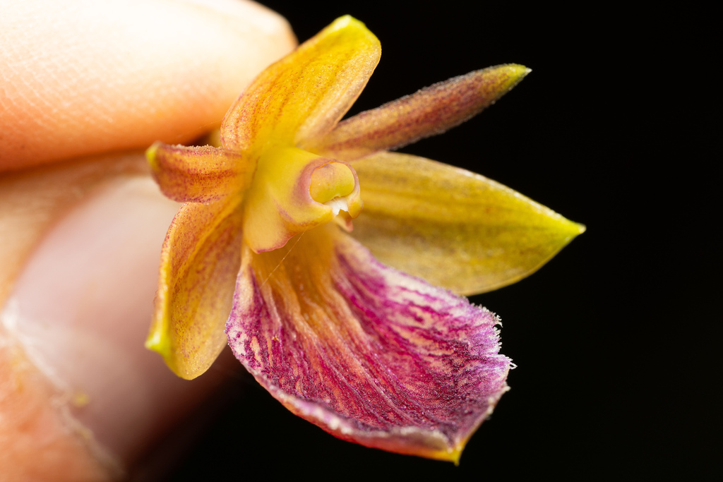 Epidendrum cleistocoleum Hágsater & E.Santiago 3