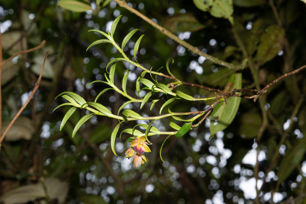 Epidendrum cleistocoleum Hágsater & E.Santiago