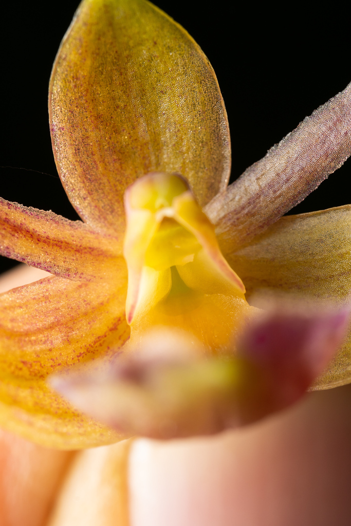 Epidendrum cleistocoleum Hágsater & E.Santiago 2