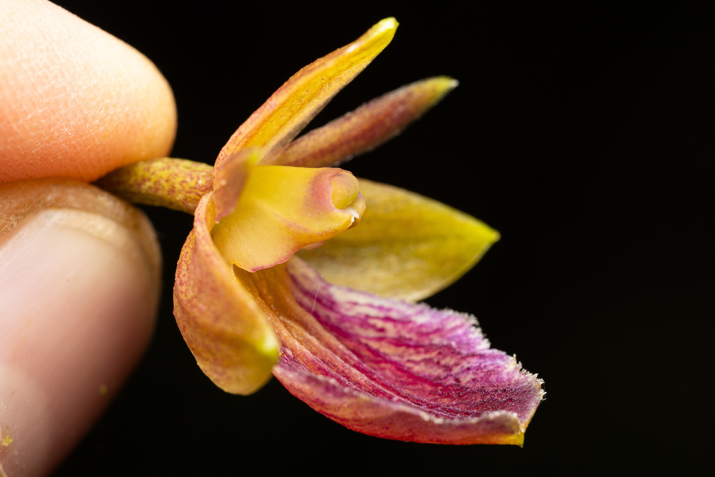 Epidendrum cleistocoleum Hágsater & E.Santiago 4