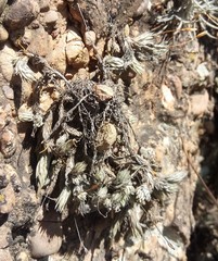 Tillandsia pedicellata