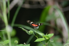 Heliconius ricini