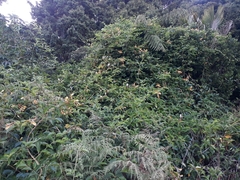 Lonicera hildebrandtiana