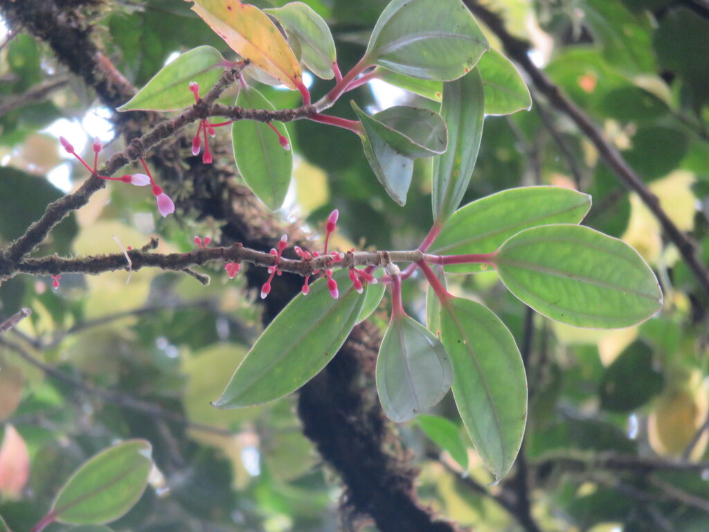 Medinilla palawanensis