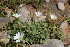 Cerastium uniflorum