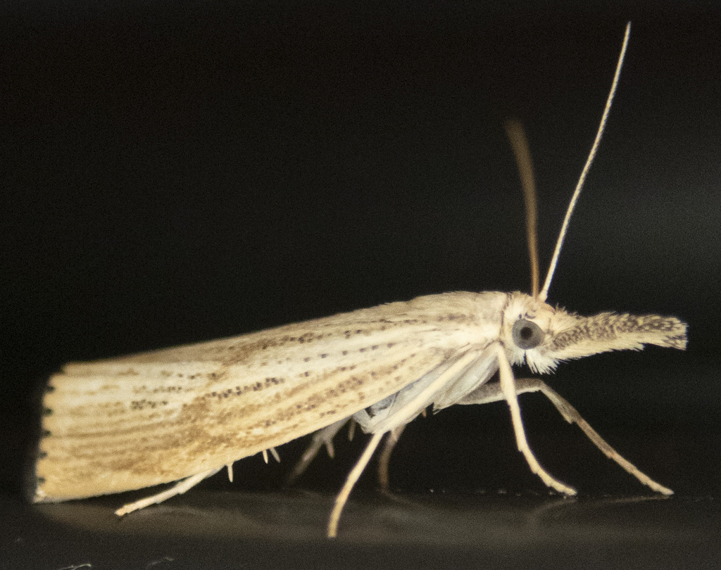 Lesser Vagabond Sod Webworm
