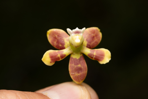 Prosthechea hartwegii, photograph 2