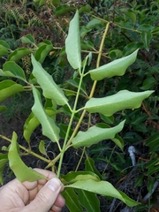Lonicera hildebrandtiana
