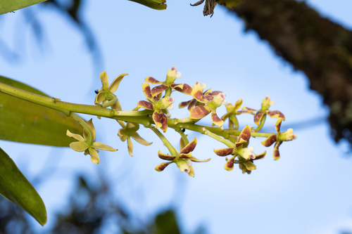 Epidendrum hartwegii Lindl. 2